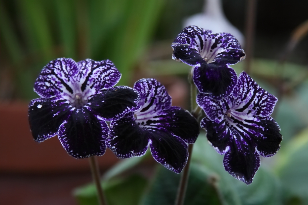 2013 02 23 IMG 5991